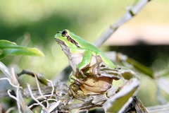 Killikus&reg; Fotographie